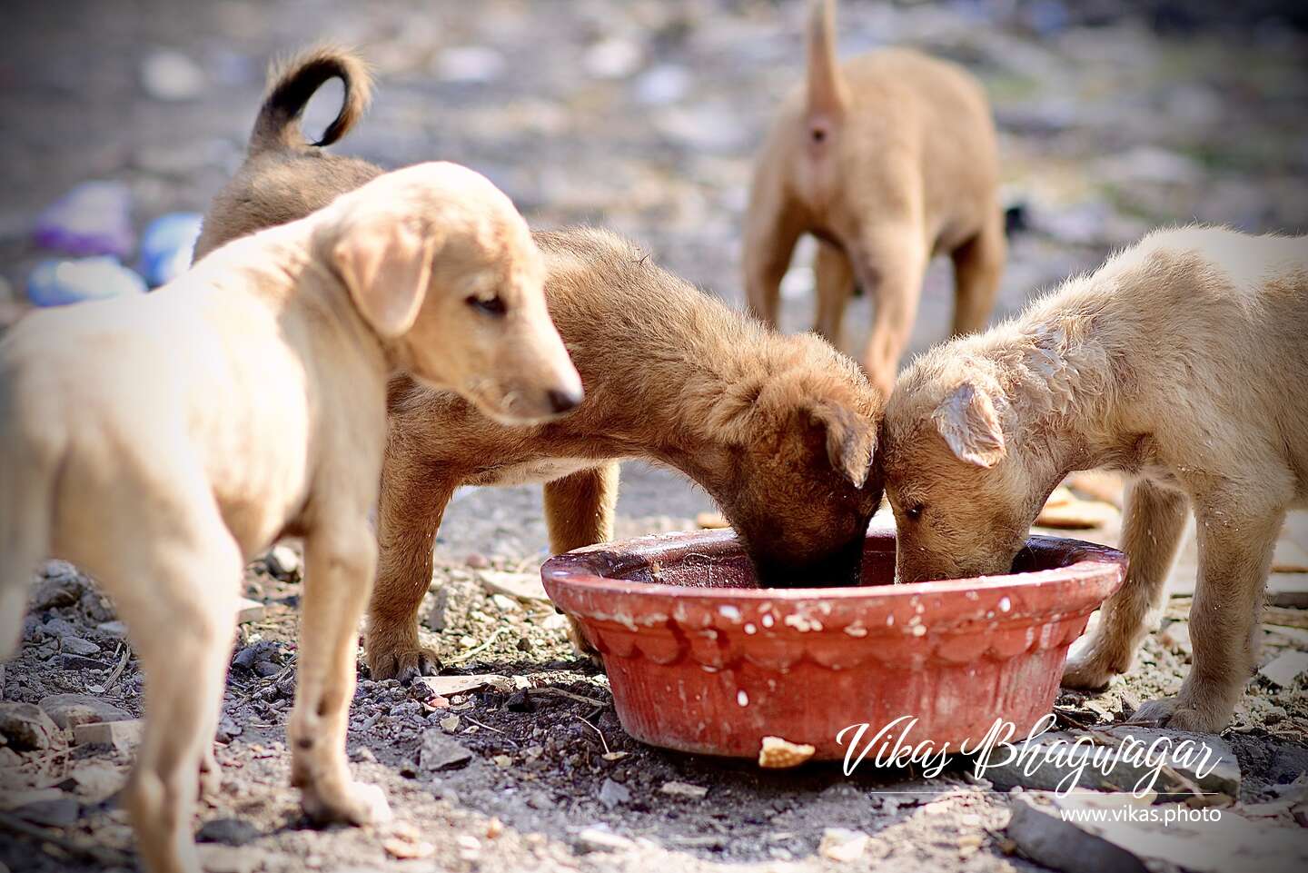 Feeding Indian Stray Dogs